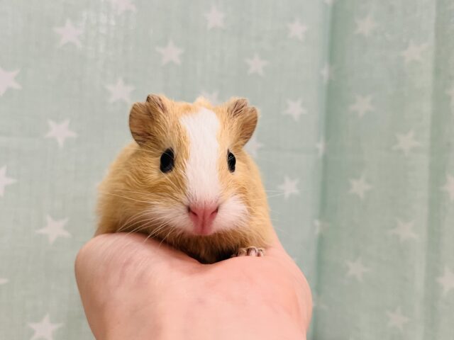 イングリッシュモルモット