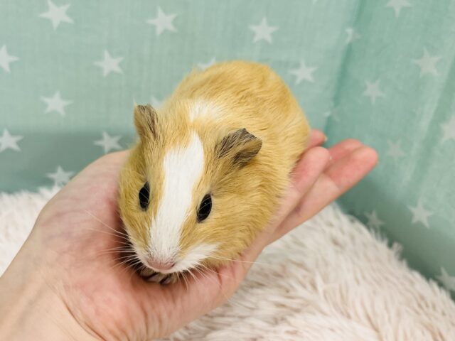 イングリッシュモルモット