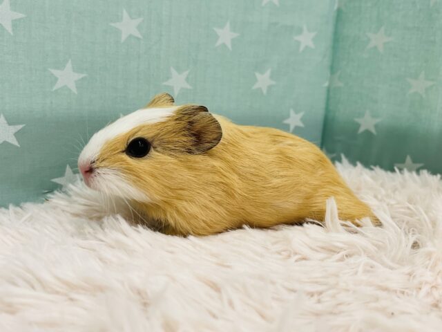 イングリッシュモルモット