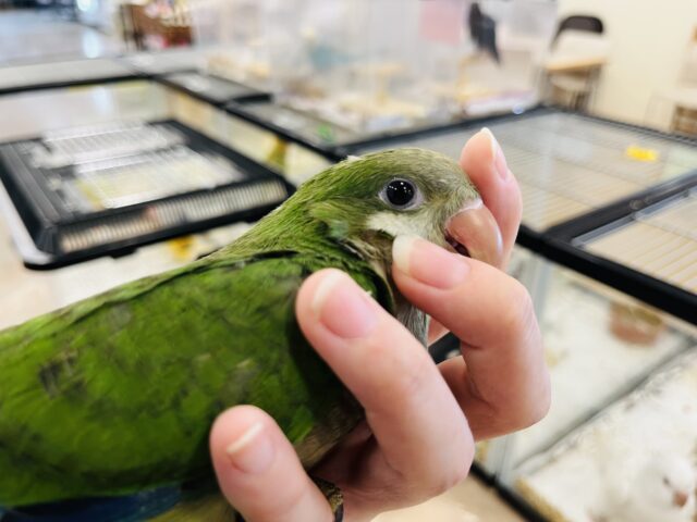 オキナインコ