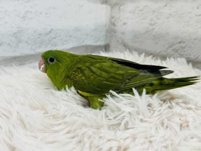 サザナミインコ