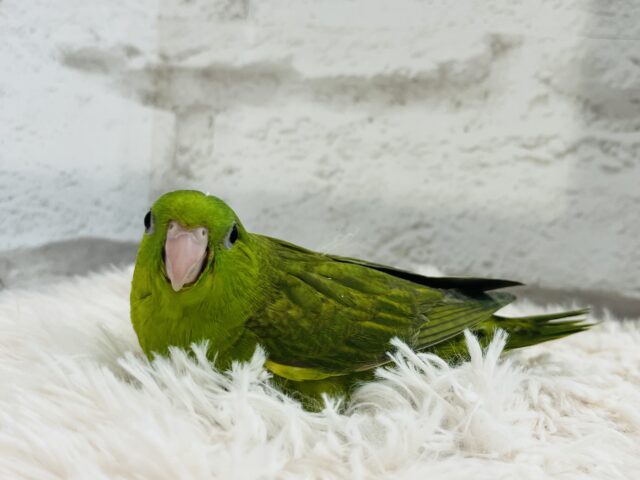 サザナミインコ