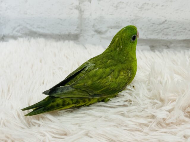 サザナミインコ