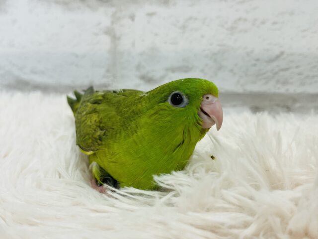 サザナミインコ