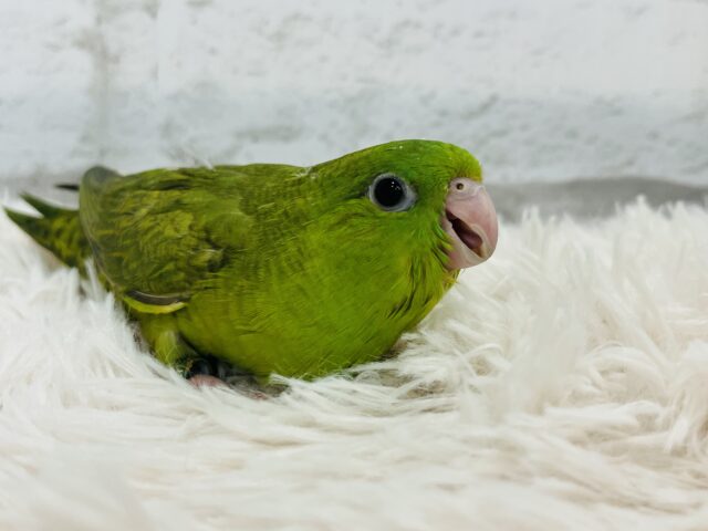 サザナミインコ