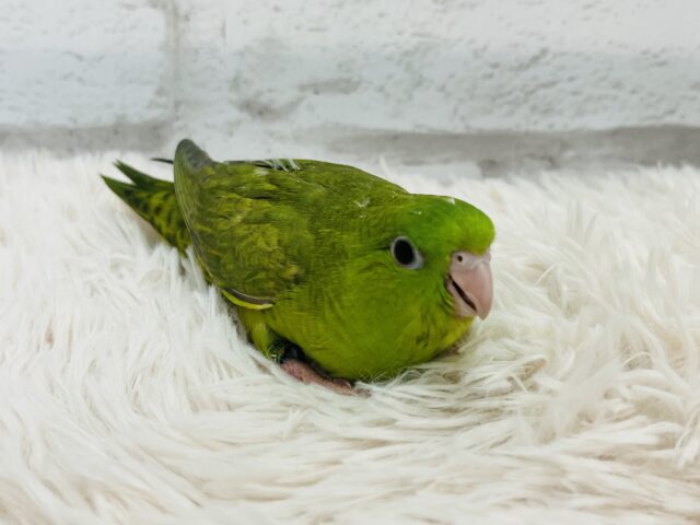 サザナミインコ