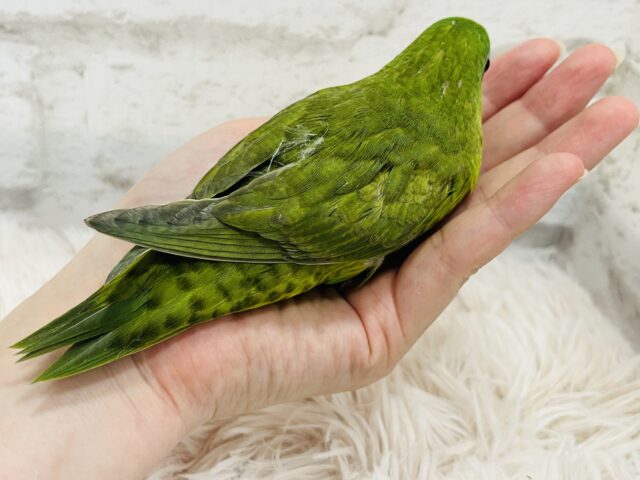 サザナミインコ