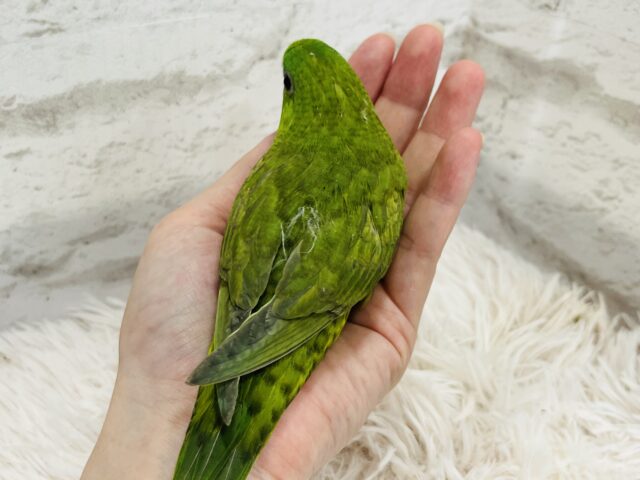 サザナミインコ
