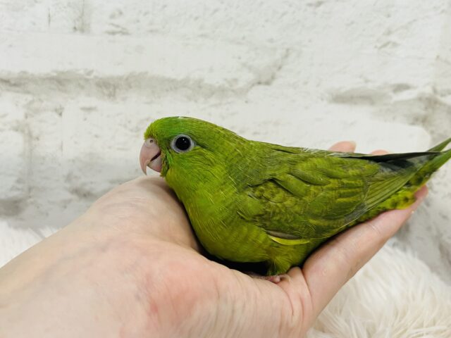 サザナミインコ