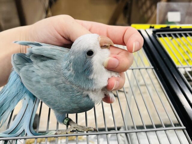 【最新画像更新🪄】イチオシカラー♡ブルー界の天使です🧚♂️オキナインコ(ブルーオパーリン) ヒナ オキナインコ