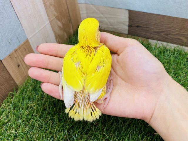 コザクラインコ（小桜インコ）