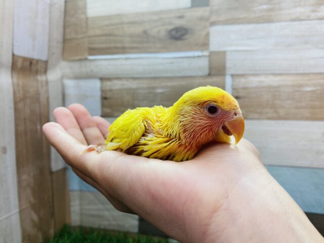 コザクラインコ（小桜インコ）