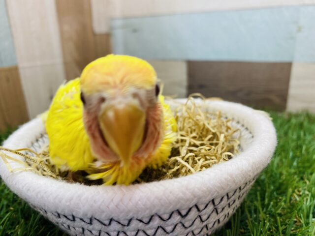 コザクラインコ（小桜インコ）