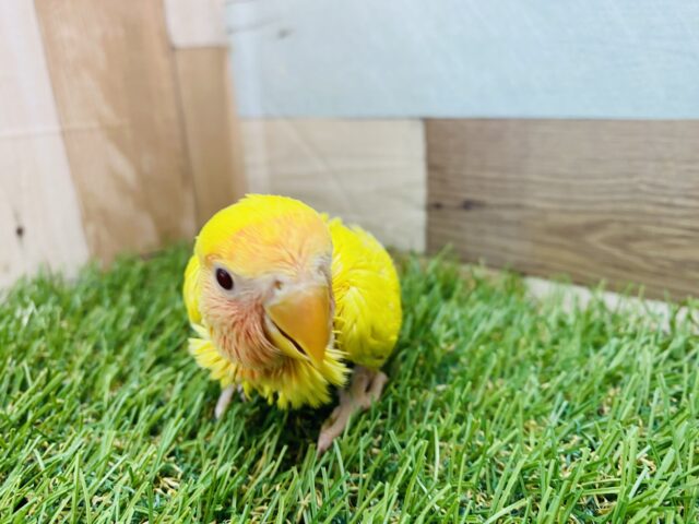 コザクラインコ（小桜インコ）