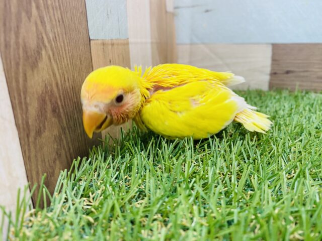 コザクラインコ（小桜インコ）