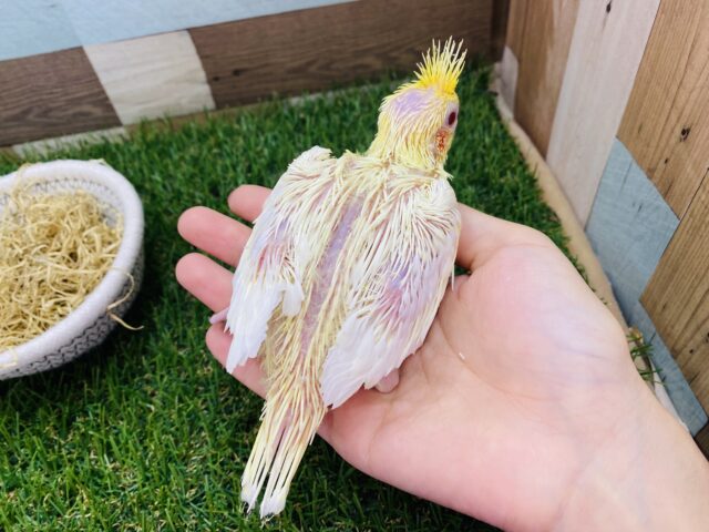 オカメインコ