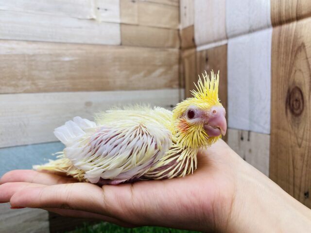 オカメインコ