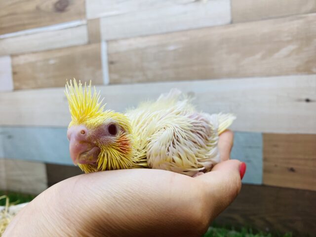 オカメインコ