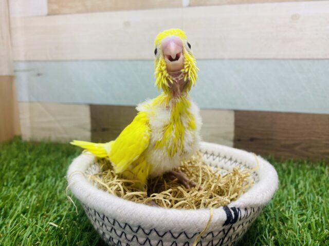 セキセイインコ