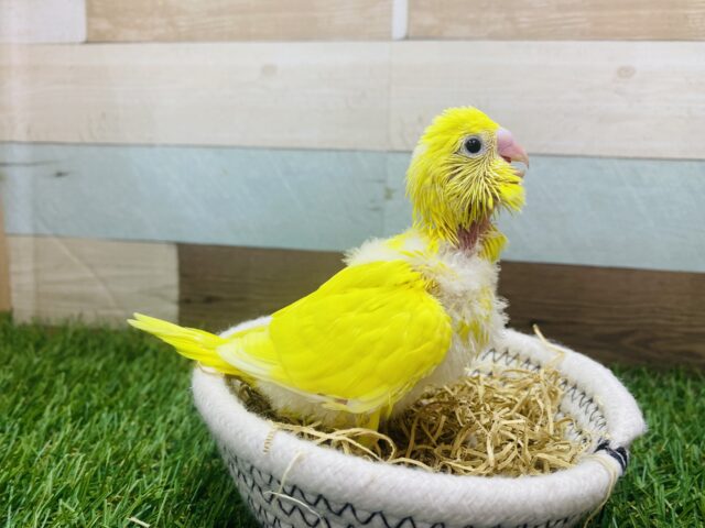 セキセイインコ