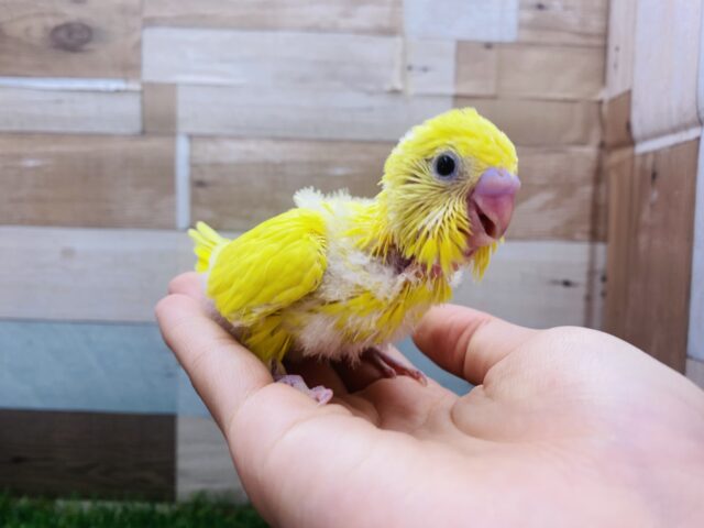 セキセイインコ