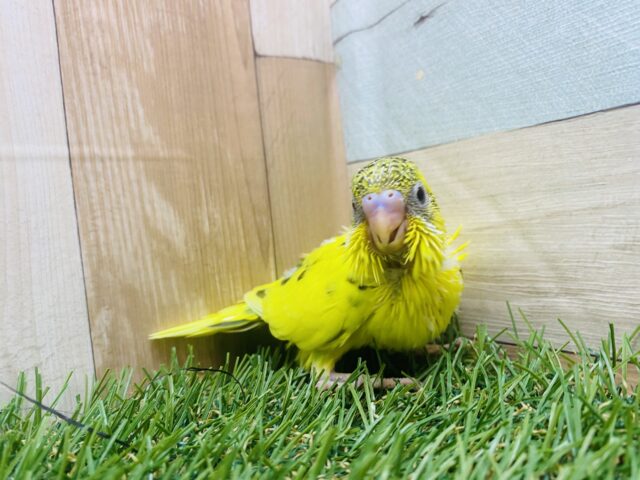 セキセイインコ