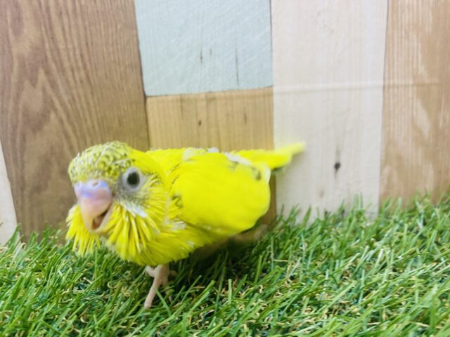 セキセイインコ