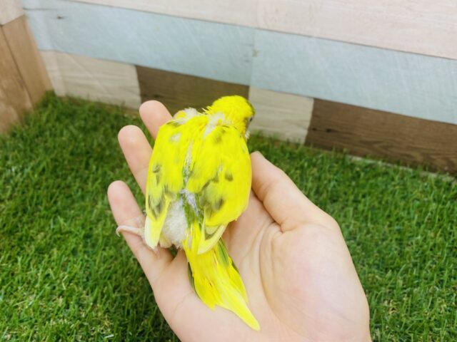 セキセイインコ