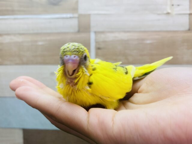 セキセイインコ
