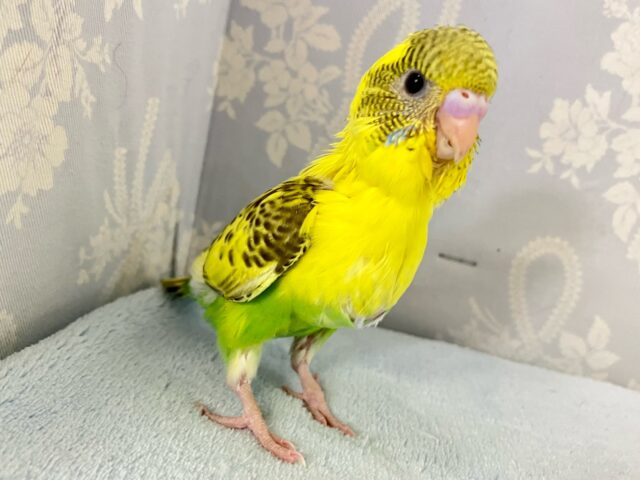 セキセイインコ