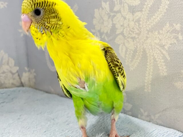 セキセイインコ
