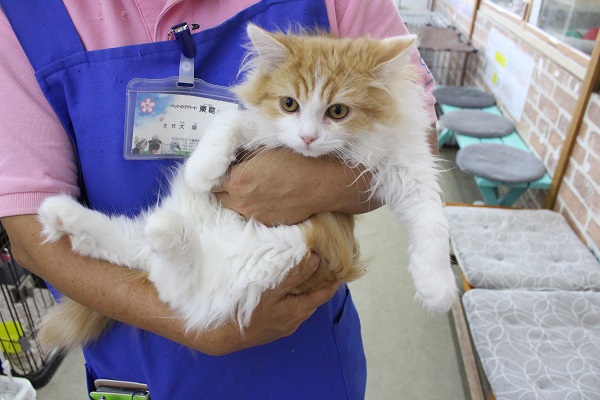 スコティッシュフォールド