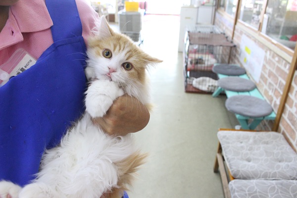 スコティッシュフォールド