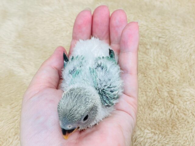 コザクラインコ（小桜インコ）
