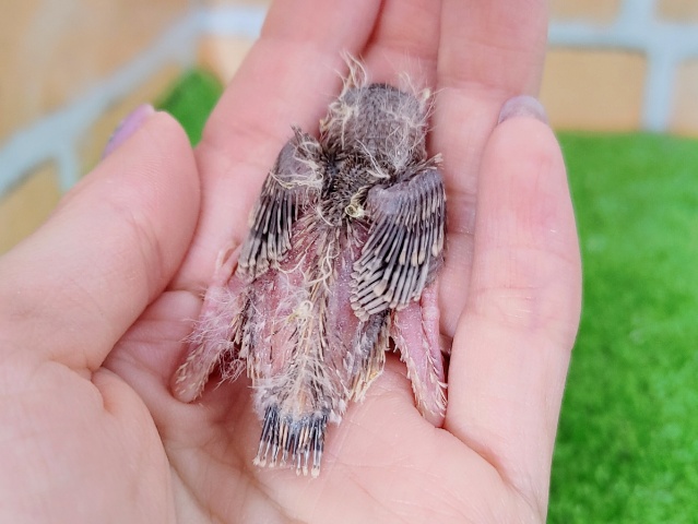 錦花鳥（キンカチョウ）