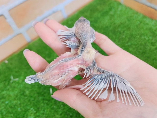 画像更新☆綺麗に育つよ✨シルバー文鳥のヒナ入荷しました❤ シルバー文鳥