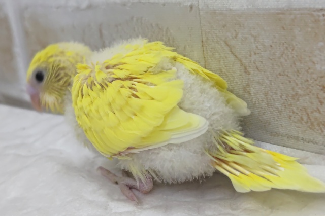 🌟最新画像🌟 ビビッとイナズマ走る~⚡️ セキセイインコ(ダブルファクター) セキセイインコ