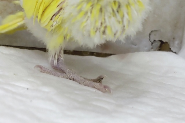 🌟最新画像🌟 ビビッとイナズマ走る~⚡️ セキセイインコ(ダブルファクター) セキセイインコ