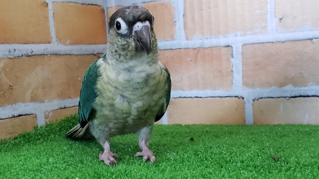 ワキコガネウロコインコ