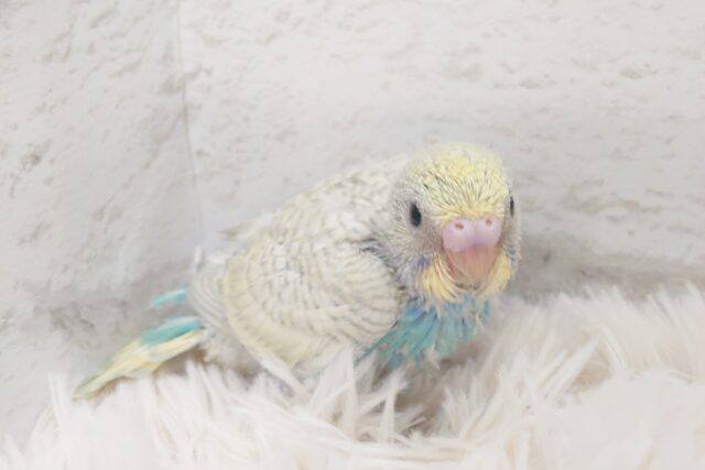 飛ぶ練習よりも、みだしなみ。。見た方が~ セキセイインコ パステルレインボースパングル~~ セキセイインコ