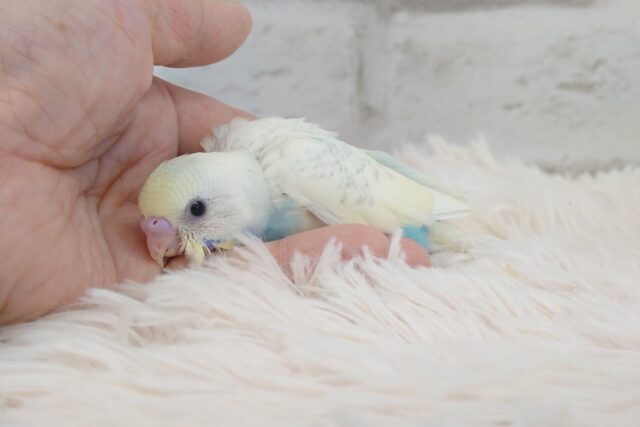 キリっとおしとやかさん~~ セキセイインコ パステルレインボースパングルパイド☆ セキセイインコ