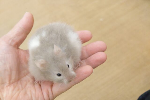 ゴールデンハムスター