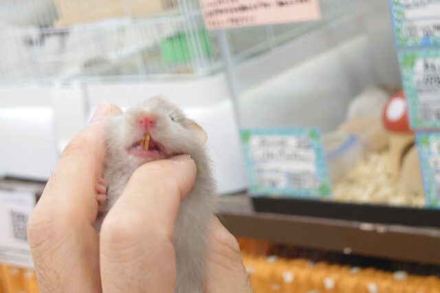 ゴールデンハムスター