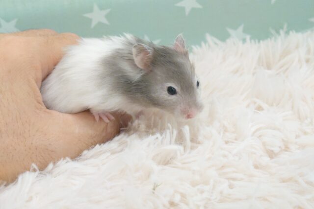 ゴールデンハムスター