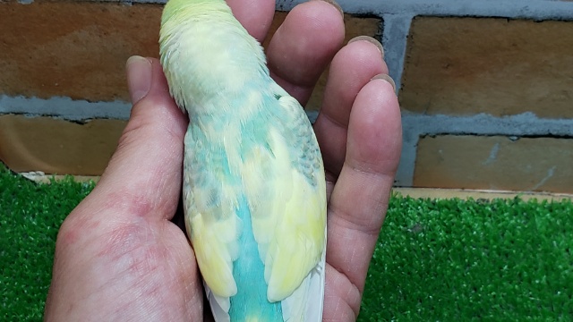 セキセイインコ