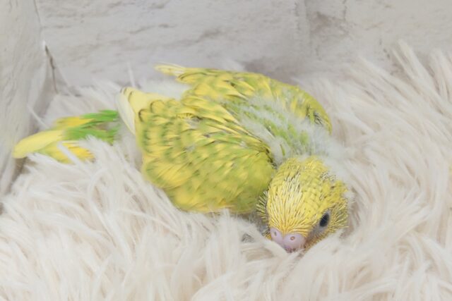 セキセイインコ