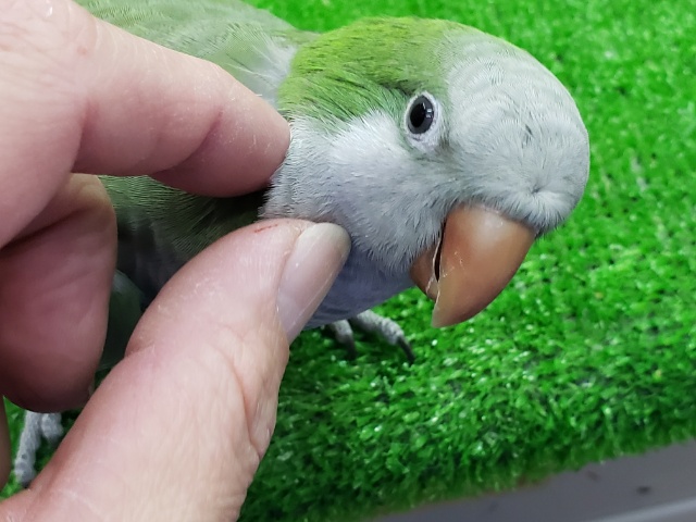 オキナインコ