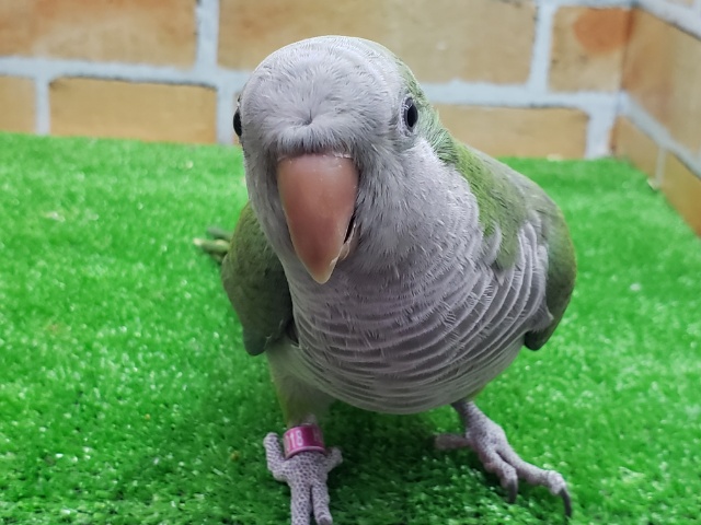 オキナインコ