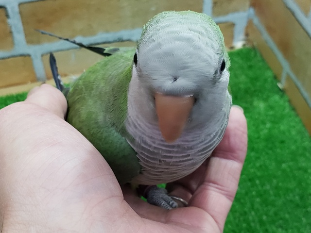 オキナインコ