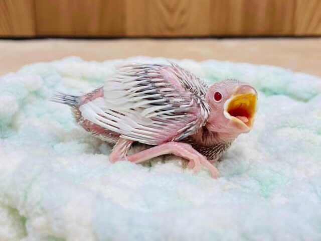 シルバーイノ文鳥